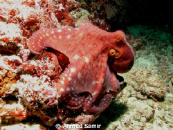 Octopus from Radhoo - Rasdhoo Atoll.
KURAMATHI MALDIVES. by Ahmed Samir 
